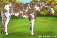 Horse Color:White Spotted Chocolate Palomino