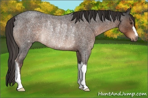 Horse Color:Liver Red Roan Rabicano 