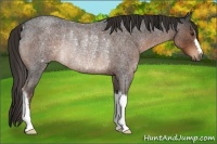 Horse Color:Liver Red Roan Rabicano 
