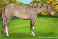 Horse Color:Chocolate Palomino Roan 