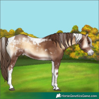 Horse Color:Red Onyx Tobiano 