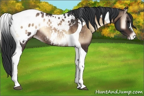 Horse Color:Brown Onyx Tobiano Appaloosa Rabicano 