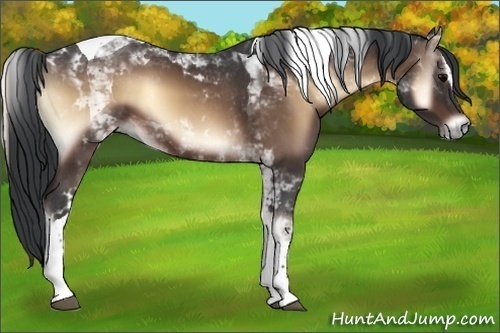Horse Color:Brown Onyx Sabino Tobiano 