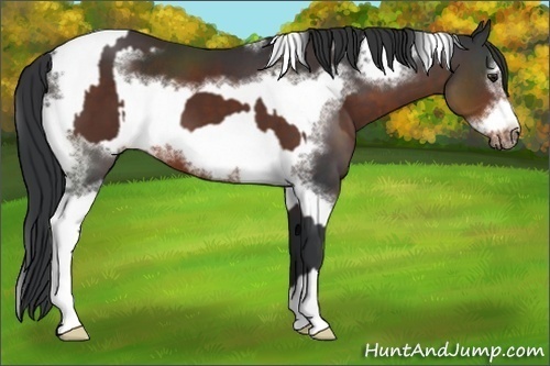 Horse Color:Brown  and Brown Sabino Tobiano Frame 