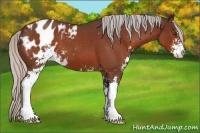 Horse Color:Silver Brown Roan Sabino Appaloosa