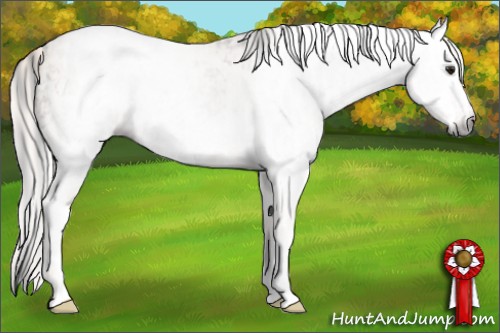 Horse Color:Gray Buckskin Tobiano Appaloosa Rabicano  and White Spotted Cremello Frame 