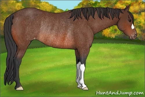 Horse Color:Bay Appaloosa Rabicano 