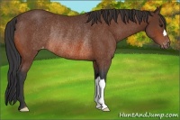 Horse Color:Bay Appaloosa Rabicano 