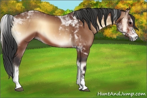 Horse Color:Bay Onyx Tobiano 