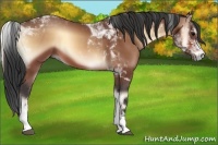 Horse Color:Bay Onyx Tobiano 