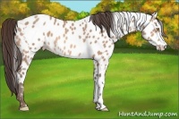 Horse Color:Amber Champagne Appaloosa and Amber Champagne Appaloosa