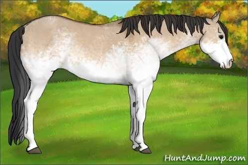 Horse Color:White Spotted Bay Dun 