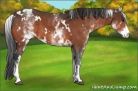 Horse Color:White Spotted Bay 