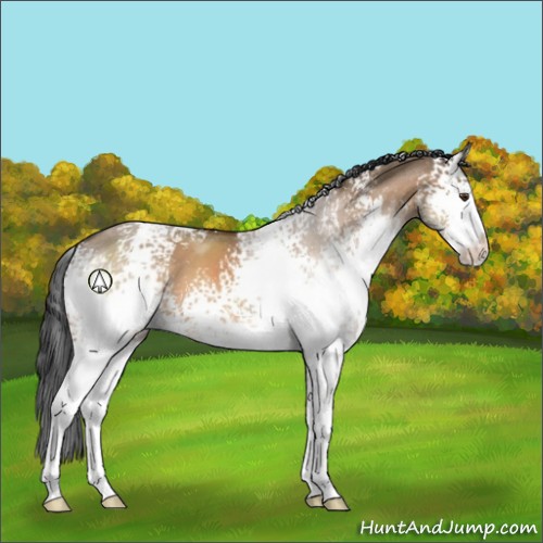 Horse Color:White Spotted Brown Dun Sabino 