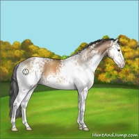 Horse Color:White Spotted Brown Dun Sabino 