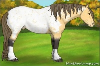 Horse Color:Buckskin Tobiano Near Leopard Rabicano 