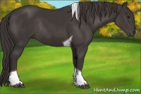 Horse Color:Smoky Black Tobiano Rabicano 