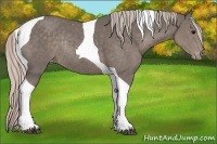 Horse Color:Silver Black Tobiano Varnish Rabicano