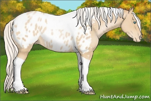 Horse Color:Silver Smoky Black Pearl Tobiano Appaloosa Rabicano 