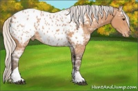 Horse Color:Silver Bay Ice Tobiano Appaloosa Rabicano 
