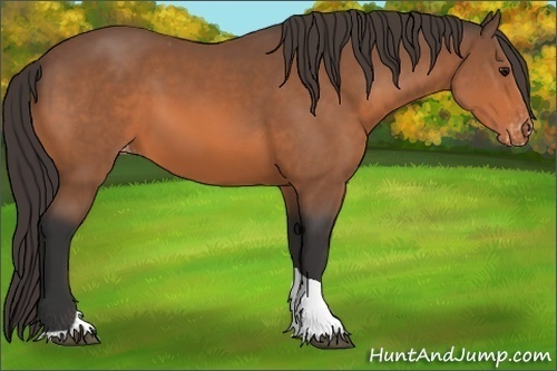 Horse Color:Bay Tobiano Appaloosa