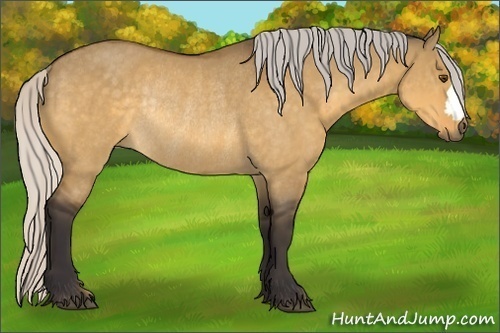Horse Color:Silver Buckskin Dun Rabicano 