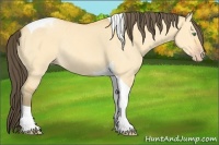 Horse Color:Amber Cream Champagne Dun Tobiano Rabicano