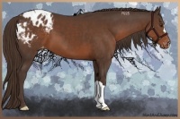 Horse Color:Liver Chestnut Appaloosa 