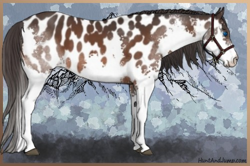Horse Color:Brown Splash Near Leopard 