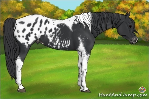 Horse Color:Black Tobiano Blanket 