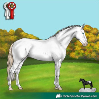 Horse Color:White Spotted Buckskin Pearl Appaloosa 