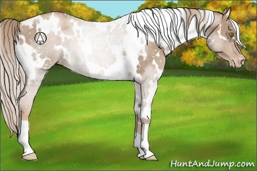 Horse Color:White Spotted Liver Chestnut Pearl Appaloosa