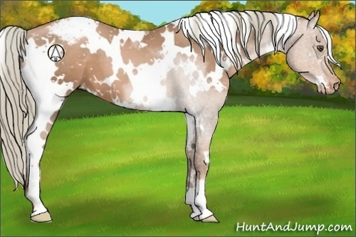 Horse Color:White Spotted Liver Chestnut Pearl Appaloosa 
