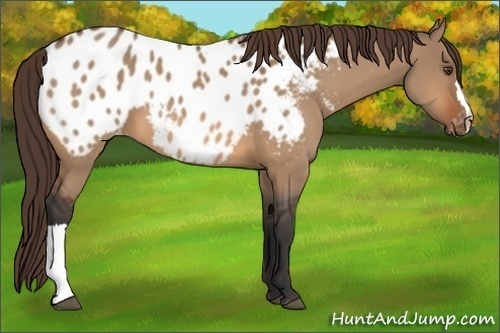 Horse Color:Bay Dun Appaloosa 