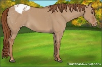 Horse Color:Red Dun Appaloosa 