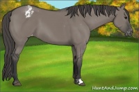 Horse Color:Grullo Appaloosa 