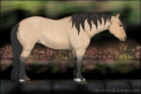Horse Color:Bay Roan Dun 