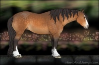 Horse Color:Buckskin Sabino