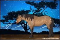 Horse Color:White Spotted Buckskin Dun Sabino 