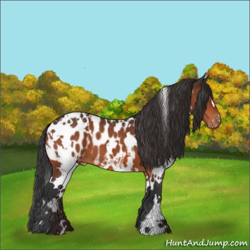 Horse Color:White Spotted Brown Appaloosa 