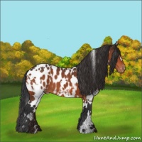 Horse Color:White Spotted Brown Appaloosa 