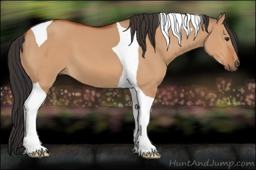 Horse Color:Bay Dun Tobiano