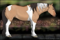 Horse Color:Bay Dun Tobiano