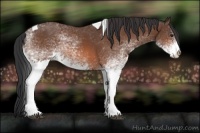 Horse Color:White Spotted Brown Tobiano Rabicano 