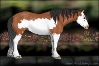 Horse Color:Bay Splash Frame Rabicano 