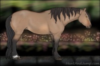 Horse Color:Bay Dun Sabino 