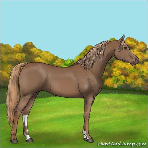 Horse Color:Chestnut 