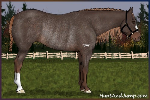 Horse Color:Liver Chestnut Rabicano 