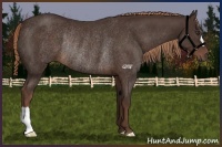 Horse Color:Liver Chestnut Rabicano 
