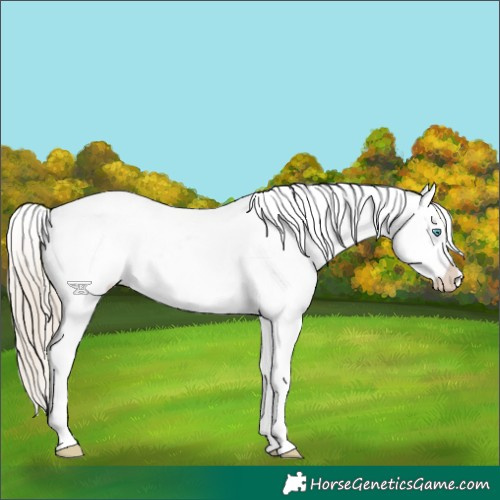 Horse Color:White Spotted Chocolate Palomino Pearl Appaloosa 